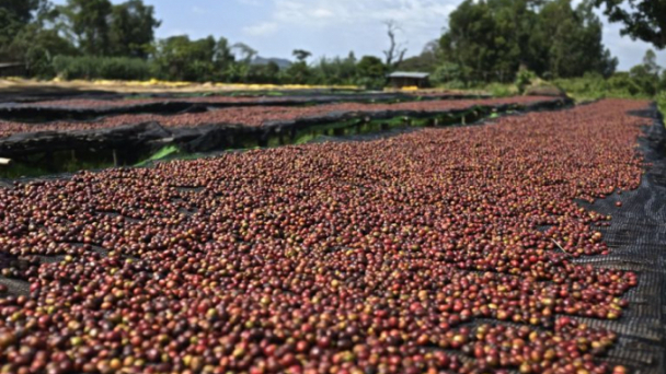 Vietnamese coffee risks losing EU market