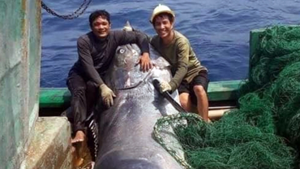 Ngư dân Quảng Trị bắt được con cá cờ ‘khủng’ gần đảo Cồn Cỏ