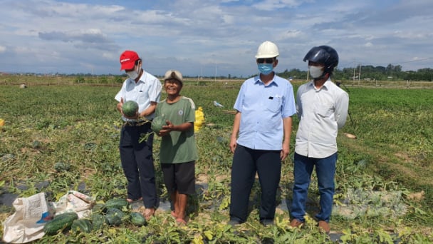 Chuyển đổi đất lúa thiếu nước để trồng dưa hấu cho thu nhập cao