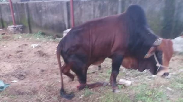 Đàn bò trị giá hàng trăm triệu bị kẻ xấu chặt đứt chân sau