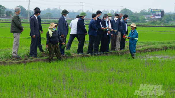 Tích cực chăm sóc, phòng trừ sâu bệnh trên cây trồng