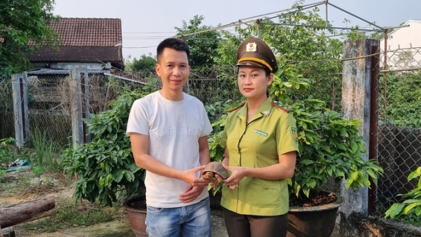 Liên tiếp phát hiện nhiều rùa vàng quý hiếm ở Huế