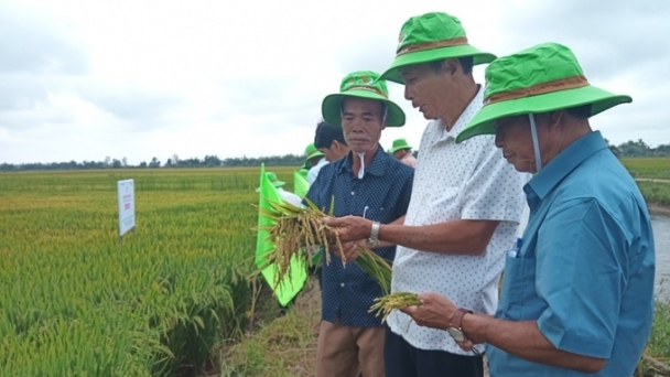 Giống lúa TBR97 'ghi điểm' với nông dân Thừa Thiên - Huế