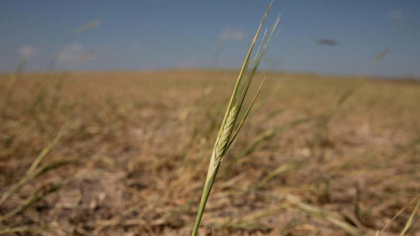The U.S. wheat crop is in trouble