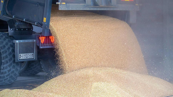 Wheat prices remain high amid tight stocks and high demand