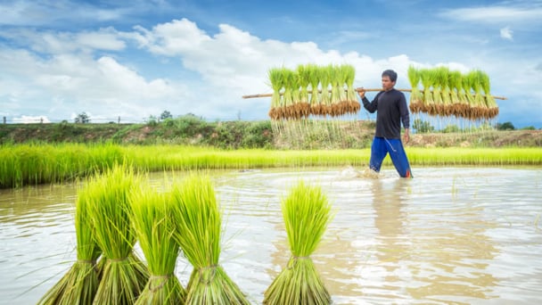Biến đổi khí hậu như ‘con quái vật tàng hình’ đe dọa cây lúa