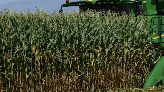 Farmers turn to soybeans over corn as fertilizer prices spike