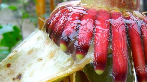 Một tương lai không có phân bón tổng hợp?