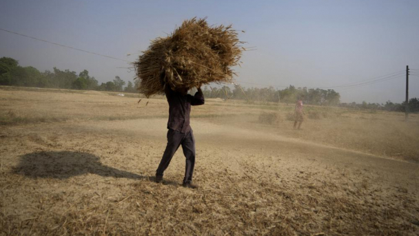 Heat wave scorches India’s wheat crop, snags export plans