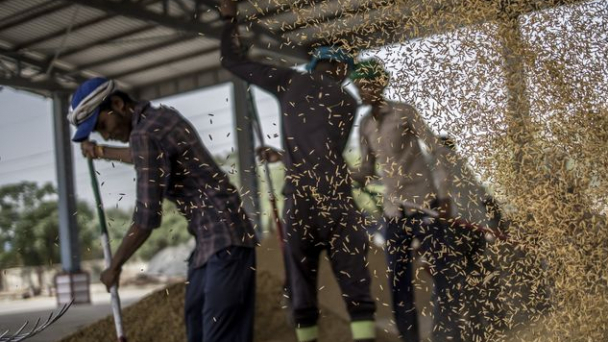India seen as thwarting G-7 push to avert global food crisis