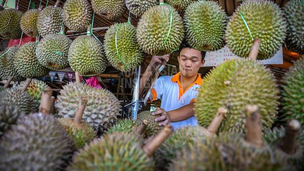 Tương lai của sầu riêng phụ thuộc vào thị trường Trung Quốc