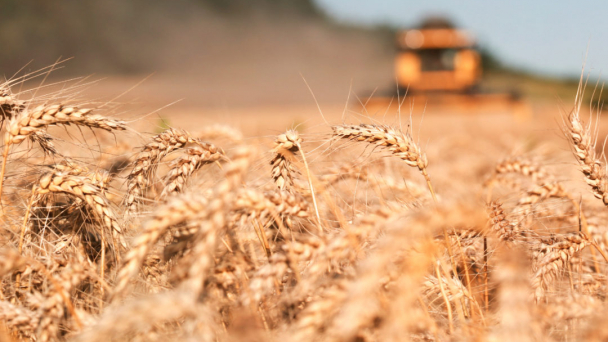 Russia's new crop wheat exports stifled as Western bank wariness bites