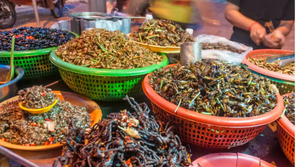 Bốn lý do côn trùng sẽ là ngành triển vọng