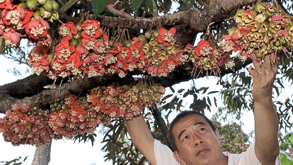 Hai 'ông lớn' Nhật Bản và Malaysia liên doanh trồng 1.000 ha sầu riêng