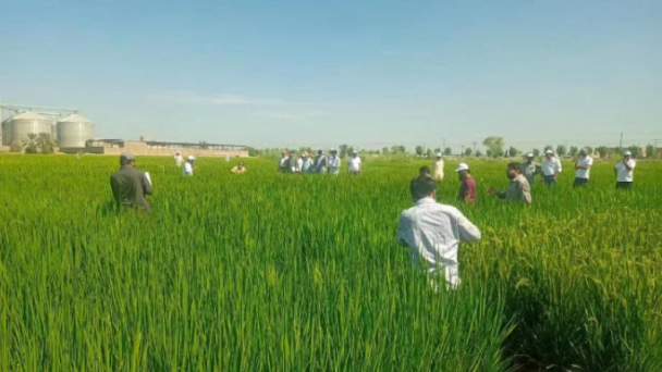 Trung Quốc đưa lúa lai vào Pakistan, tham vọng 'đảo ngược thách thức'