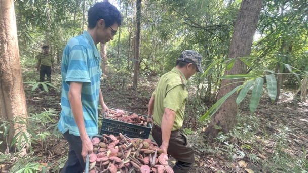 Bình Thuận phát triển cây dược liệu dưới tán rừng