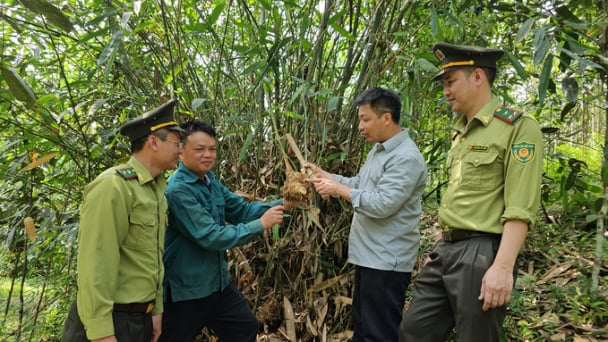 Loại cây trồng một lần cho thu hàng chục năm