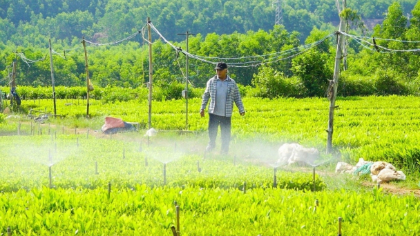 Tìm hướng phát triển cho nghề trồng keo nguyên liệu