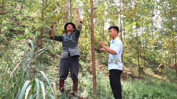 Chưa xác định nguyên nhân rừng bạch đàn cháy lá