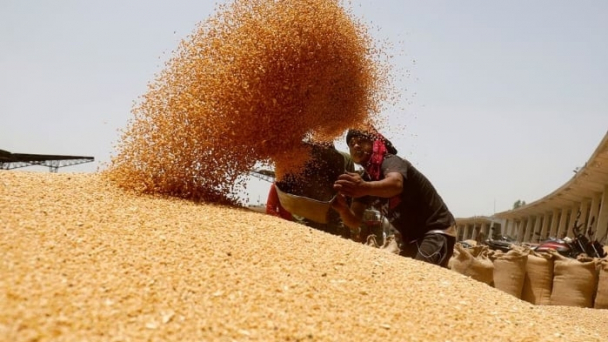 India raises wheat purchase price by 7% to expand area
