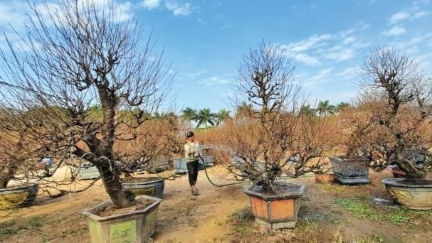 Làng hoa, cây cảnh Vân Tảo giúp hàng trăm hộ làm giàu