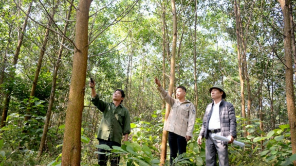 UNCSD ra khung đánh giá tính bền vững của rừng sản xuất