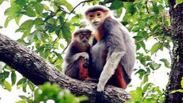 WWF viện trợ Quảng Nam phục hồi, phát triển voọc chà vá chân xám
