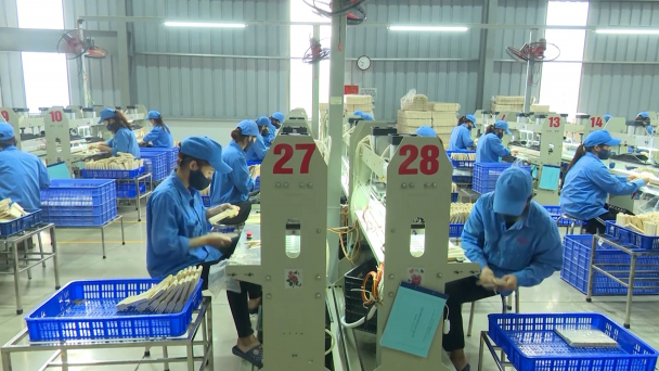 Bắc Kạn phát triển kinh tế rừng với 3 trọng tâm