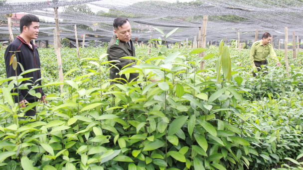 Yên Bái có hơn 14.500ha quế hữu cơ