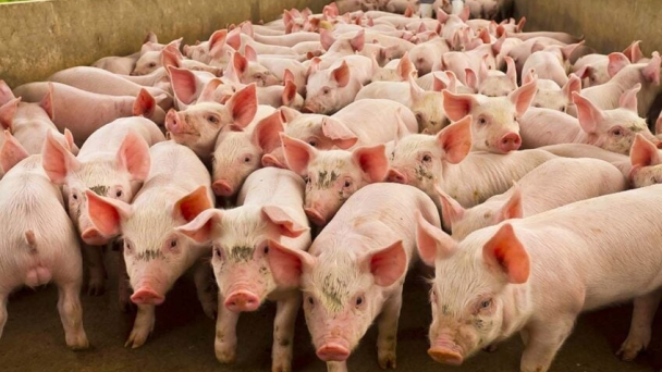 US pig sector into action to drive prices up