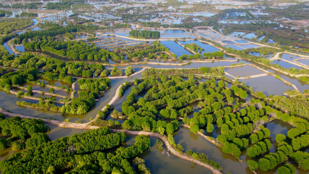 Trà Vinh phấn đấu trồng 150ha rừng mỗi năm