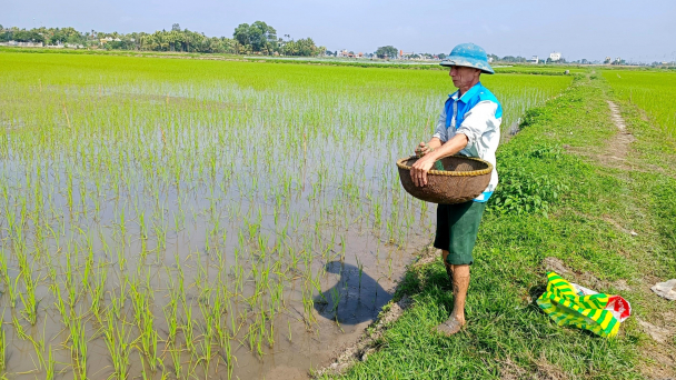 Nông dân Thanh Hóa nô nức ra đồng chăm sóc lúa xuân