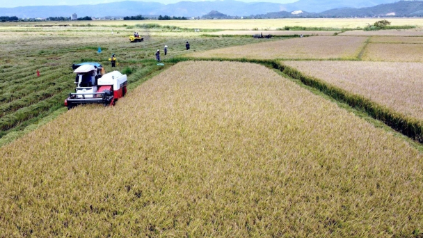 Phú Yên gợi mở doanh nghiệp đầu tư vào lĩnh vực nông nghiệp