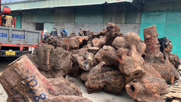 Bắt quả tang loạt phương tiện chở hàng trăm m3 gỗ trái phép