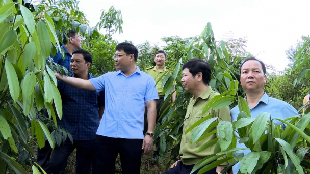 Ba Chẽ sẽ thành trung tâm kinh tế lâm nghiệp và cây dược liệu