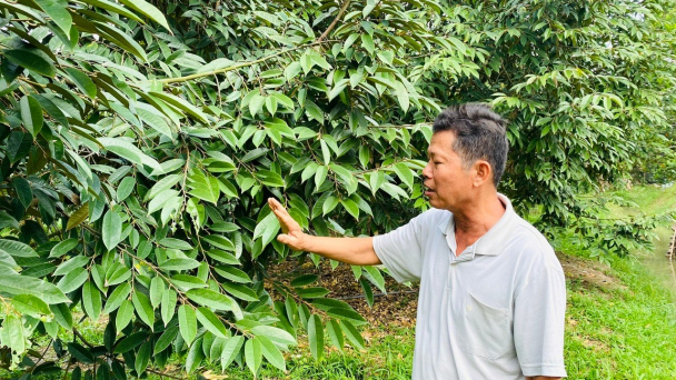 Phòng và trị bệnh nguy hiểm thường gặp trên cây sầu riêng mùa mưa