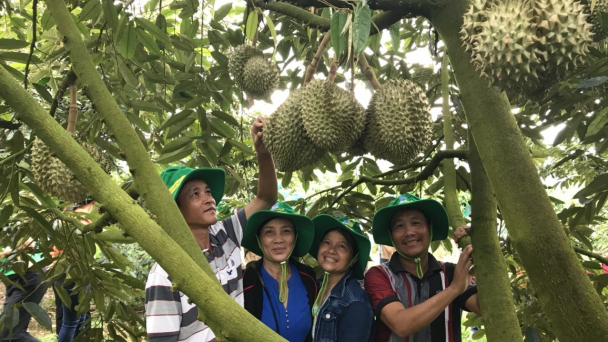 Bón phân Phú Mỹ cho dưa, sầu riêng những mùa bội thu