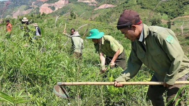 Mở dần cơ chế hỗ trợ người dân trồng rừng thay thế