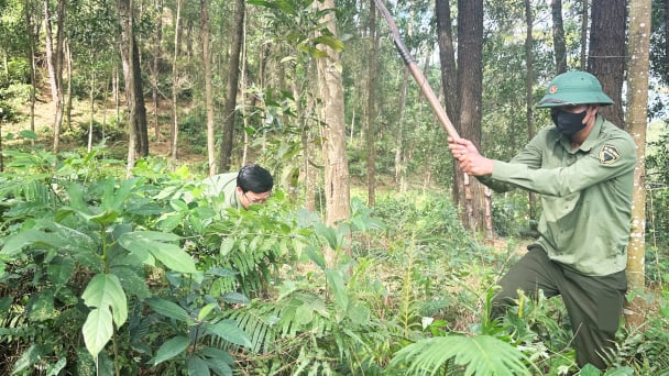 Bảo vệ những cánh rừng dễ cháy
