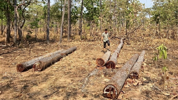 Tăng cường quy chế phối hợp quản lý, bảo vệ rừng giáp ranh