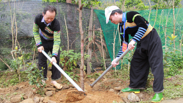 Đất quế Văn Yên hướng tới huyện nông thôn mới