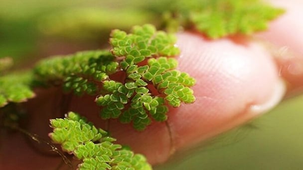 Khởi tạo giá trị mới cho bèo hoa dâu