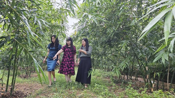 Tre lục trúc sung sức trên đồi cằn