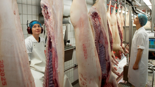 German pig production higher for first time in 8 years