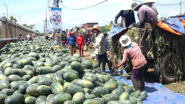 Dưa hấu được mùa, giá cao, nông dân lãi gần trăm triệu/ha