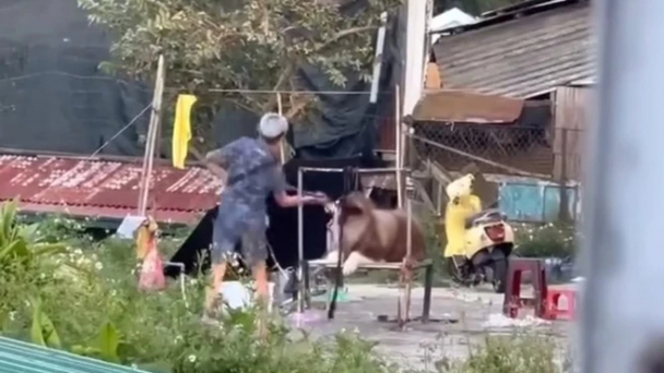 Yêu cầu chấm dứt kinh doanh dịch vụ cho thuê chó chụp ảnh