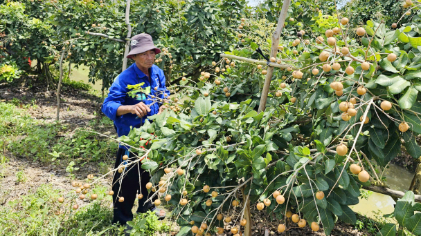 Trồng thanh nhãn hữu cơ bán giá cao