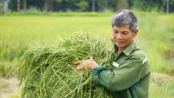 Nông dân Thanh Hóa lo mất trắng vì không kịp thu hoạch lúa chạy bão