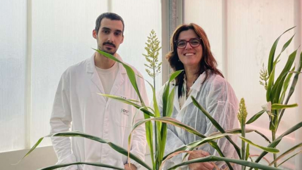 Advancing sorghum science: A drought-resilient crop for agriculture's future