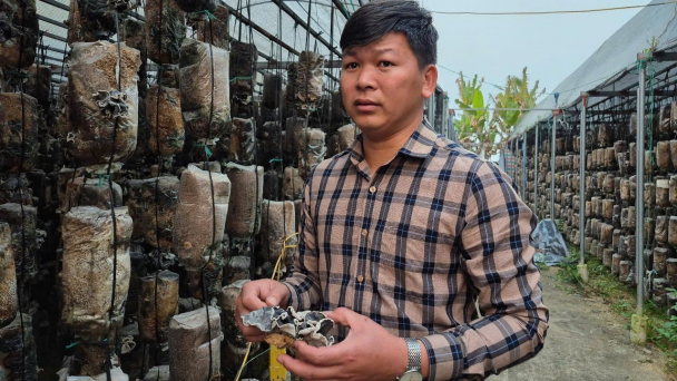 Thanh niên khởi nghiệp mô hình trồng nấm hữu cơ